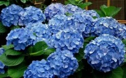 Glory Blue Hydrangea - 1 Gallon Pot -Hydrangeas Zone Hydrangea Glory Blue 11 1