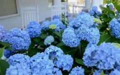 Nikko Blue Hydrangea - 2 Gallon Pot -Hydrangeas Zone Hydrangea Glory Blue Shrub 2 2