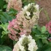 Jetstream Oakleaf Hydrangea - 3 Gallon Pot -Hydrangeas Zone Hydrangea Jetstream