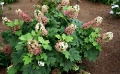Jetstream Oakleaf Hydrangea - 3 Gallon Pot -Hydrangeas Zone Hydrangea Jetstream 5