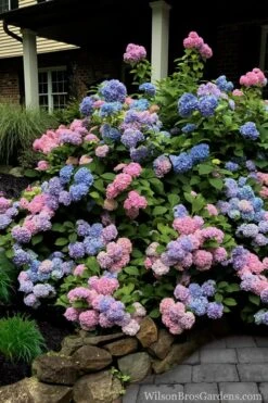 L.A. Dreamin' Hydrangea - 2 Gallon Pot -Hydrangeas Zone Hydrangea LA Dreamin 5