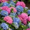L.A. Dreamin' Hydrangea - 2 Gallon Pot -Hydrangeas Zone Hydrangea LA Dreamin 500x750 1