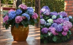 L.A. Dreamin' Hydrangea - 2 Gallon Pot -Hydrangeas Zone Hydrangea LA Dreamin Blooms 2