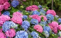 L.A. Dreamin' Hydrangea - 2 Gallon Pot -Hydrangeas Zone Hydrangea LA Dreamin Blooms