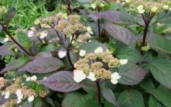Lady In Red Hydrangea - 3 Gallon Pot 13 Lady In Red Hydrangea - 3 Gallon Pot -Hydrangeas Zone Hydrangea Lady In Red Budded