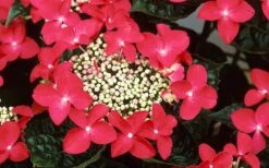 Lady In Red Hydrangea - 3 Gallon Pot 12 Lady In Red Hydrangea - 3 Gallon Pot -Hydrangeas Zone Hydrangea Lady In Red Flower Closeup