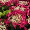 Lady In Red Hydrangea - 3 Gallon Pot -Hydrangeas Zone Hydrangea Lady in Red 500x750 1