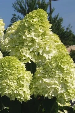Limelight PeeGee Hydrangea - 3 Gallon Pot -Hydrangeas Zone Hydrangea Limelight 101 1