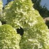 Limelight PeeGee Hydrangea - 2.5 Gallon Pot -Hydrangeas Zone Hydrangea Limelight 101 2