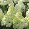 Limelight PeeGee Hydrangea - 7 Gallon Pot (3-4') -Hydrangeas Zone Hydrangea Limelight 107