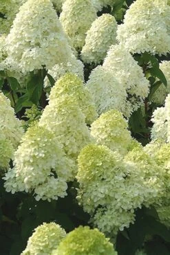 Limelight PeeGee Hydrangea - 2.5 Gallon Pot -Hydrangeas Zone Hydrangea Limelight 107 2