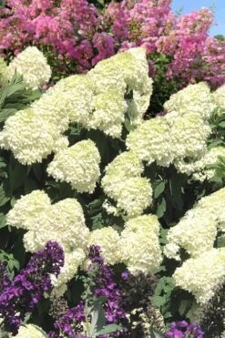 Limelight PeeGee Hydrangea - 3 Gallon Pot -Hydrangeas Zone Hydrangea Limelight 110 1