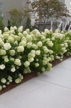 Limelight PeeGee Hydrangea - 1 Gallon Pot -Hydrangeas Zone Hydrangea Limelight 20