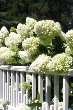 Limelight PeeGee Hydrangea - 3 Gallon Pot -Hydrangeas Zone Hydrangea Limelight 21 2