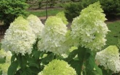 Limelight PeeGee Hydrangea - 1 Gallon Pot -Hydrangeas Zone Hydrangea Limelight Flowers