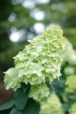 Limelight Prime Hydrangea - 2 Gallon Pot -Hydrangeas Zone Hydrangea Limelight Prime 1 1