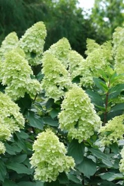 Limelight Prime Hydrangea - 3 Gallon Pot -Hydrangeas Zone Hydrangea Limelight Prime 4