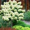 Limelight PeeGee Hydrangea - Single Trunk Topiary Tree - 5 Gallon Pot -Hydrangeas Zone Hydrangea Limelight Standard Tree Form 2