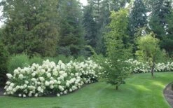 Limelight PeeGee Hydrangea - 2.5 Gallon Pot -Hydrangeas Zone Hydrangea Limelight hedge natural 3