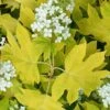 Little Honey Oakleaf Hydrangea - 1 Gallon Pot -Hydrangeas Zone Hydrangea Little Honey 1