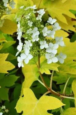 Little Honey Oakleaf Hydrangea - 1 Gallon Pot 11 Little Honey Oakleaf Hydrangea - 1 Gallon Pot -Hydrangeas Zone Hydrangea Little Honey 3