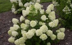 Little Lime Hydrangea - 2 Gallon Pot -Hydrangeas Zone Hydrangea Little Lime 1 1