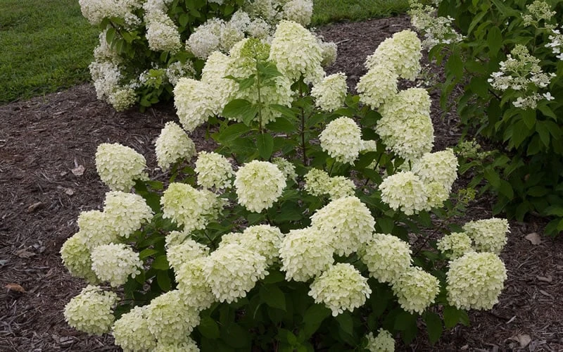 Little Lime Hydrangea - 3 Pack Of Quart Pots 9 Little Lime Hydrangea - 3 Pack Of Quart Pots - Image 7