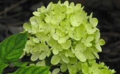 Little Lime Hydrangea - 2 Gallon Pot -Hydrangeas Zone Hydrangea Little Lime 2
