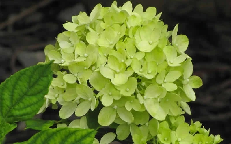 Little Lime Hydrangea - 3 Pack Of Quart Pots 6 Little Lime Hydrangea - 3 Pack Of Quart Pots - Image 4