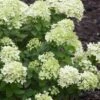 Little Lime Hydrangea - 2 Gallon Pot -Hydrangeas Zone Hydrangea Little Lime 500x750 2