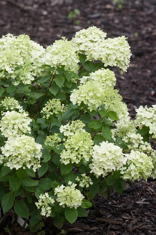 Little Lime Hydrangea - 3 Pack Of Quart Pots 3 Little Lime Hydrangea - 3 Pack Of Quart Pots