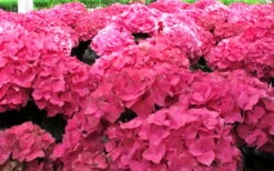 Merritts Supreme Hydrangea - 3 Gallon Pot -Hydrangeas Zone Hydrangea Merrits Supreme Pink 12