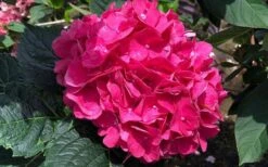 Merritts Supreme Hydrangea - 1 Gallon Pot -Hydrangeas Zone Hydrangea Merrits Supreme Pink 13 1
