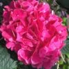 Merritts Supreme Hydrangea - 3 Gallon Pot -Hydrangeas Zone Hydrangea Merrits Supreme Pink 15