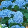 Mini Penny Hydrangea - 3 Gallon Pot -Hydrangeas Zone Hydrangea Mini Penny 1