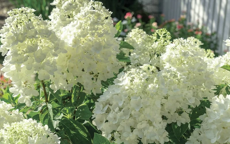 Moon Dance Hydrangea - 2 Gallon Pot 6 Moon Dance Hydrangea - 2 Gallon Pot - Image 4