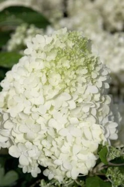 Moon Dance Hydrangea - 3 Gallon Pot -Hydrangeas Zone Hydrangea Moon Dance 2 1