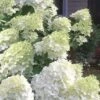Moon Dance Hydrangea - 3 Gallon Pot -Hydrangeas Zone Hydrangea Moon Dance 3 1