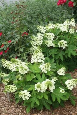 Munchkin Dwarf Oakleaf Hydrangea - 1 Gallon Pot -Hydrangeas Zone Hydrangea Munchkin 11