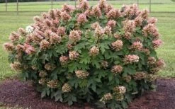 Munchkin Dwarf Oakleaf Hydrangea - 1 Gallon Pot -Hydrangeas Zone Hydrangea Munchkin
