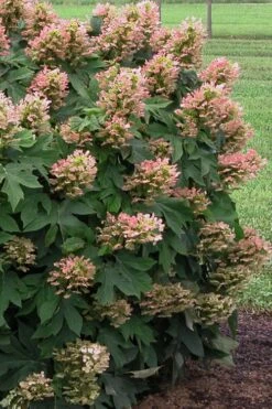 Munchkin Dwarf Oakleaf Hydrangea - 1 Gallon Pot -Hydrangeas Zone Hydrangea Munchkin 500x750 1