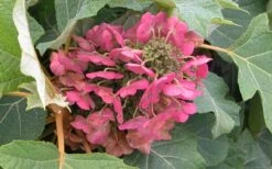 Munchkin Dwarf Oakleaf Hydrangea - 1 Gallon Pot -Hydrangeas Zone Hydrangea Munchkin Bloom Closeup