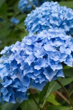 Nikko Blue Hydrangea - 1 Gallon Pot -Hydrangeas Zone Hydrangea Nikko Blue 10