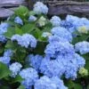 Nikko Blue Hydrangea - 3 Gallon Pot -Hydrangeas Zone Hydrangea Nikko Blue 500x750 2
