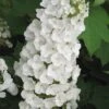 Alice Oakleaf Hydrangea - 3 Gallon Pot -Hydrangeas Zone Hydrangea Oakleaf Alice 3