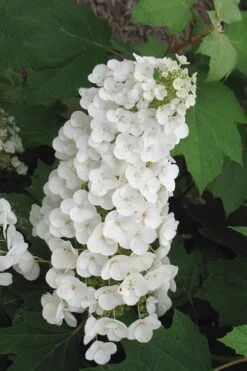 Alice Oakleaf Hydrangea - 3 Gallon Pot -Hydrangeas Zone Hydrangea Oakleaf Alice 4