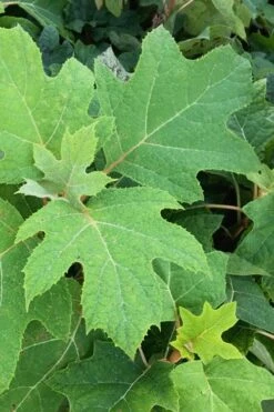 Alice Oakleaf Hydrangea - 3 Gallon Pot -Hydrangeas Zone Hydrangea Oakleaf Alice 5