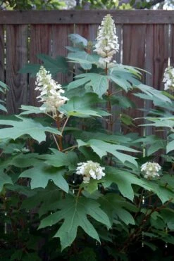 Alice Oakleaf Hydrangea - 3 Gallon Pot -Hydrangeas Zone Hydrangea Oakleaf Alice 6