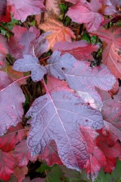 Alice Oakleaf Hydrangea - 3 Gallon Pot -Hydrangeas Zone Hydrangea Oakleaf Alice 7