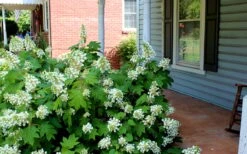 Pee Wee Dwarf Oakleaf Hydrangea - 3 Gallon Pot -Hydrangeas Zone Hydrangea Oakleaf Pee Wee 1